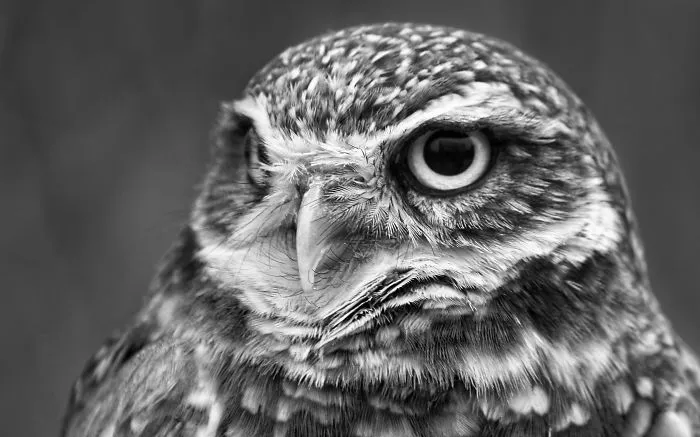 112 Majestic Owls Caught On Camera