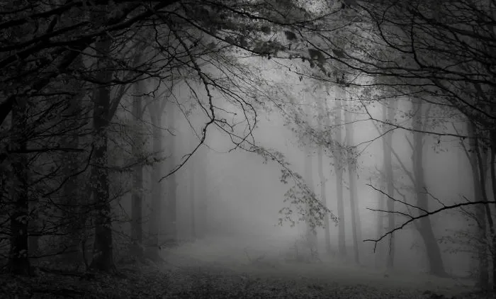 Blandford Forest, Dorset.
