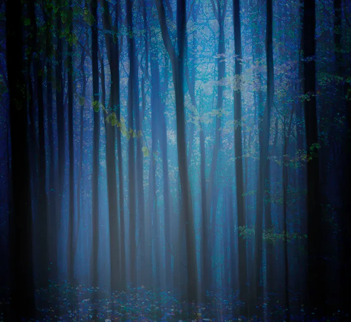 Beech Woods, Dorset