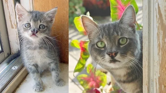 Bugs! The Harelipped Feline