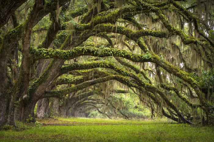 Live Oaks - Charleston, So Carolina, Usa