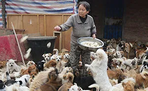 Every Day, These Elderly Chinese Women Wake Up At 4AM To Feed 1,300 Stray Dogs