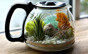 My DIY Coffee Pot Terrarium