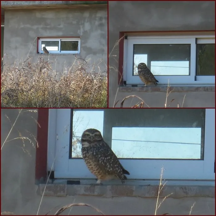 112 Majestic Owls Caught On Camera