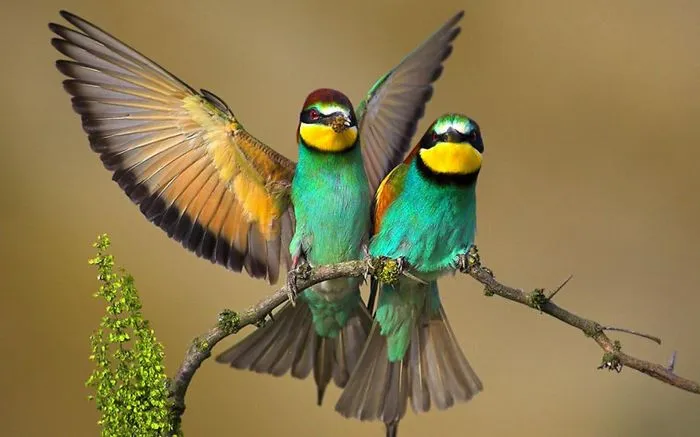 Colorful Couple