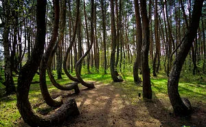 132 Mysterious Forests You'd Love To Get Lost In