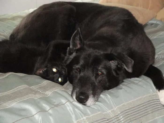 80 Cats Who Use Dogs As Pillows