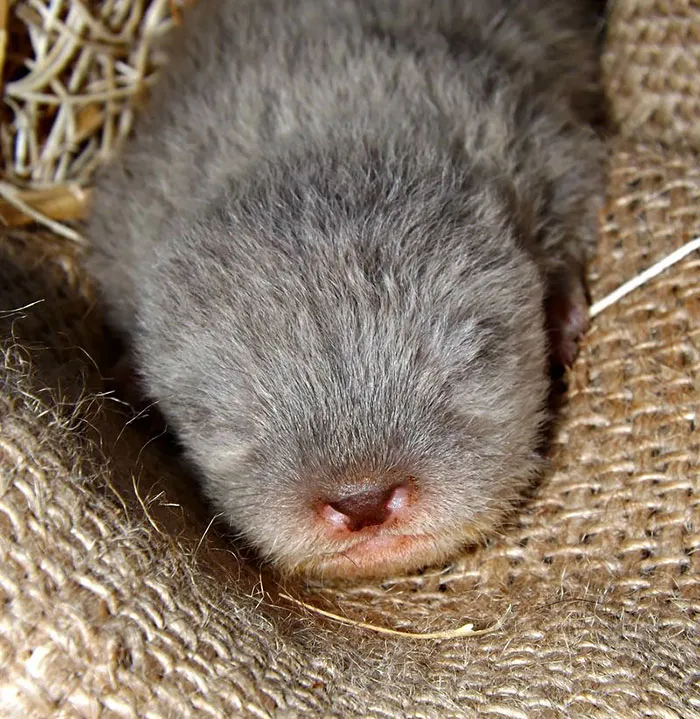 Newborn