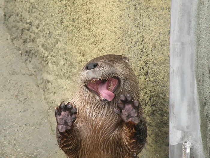 Otter Loves Glass