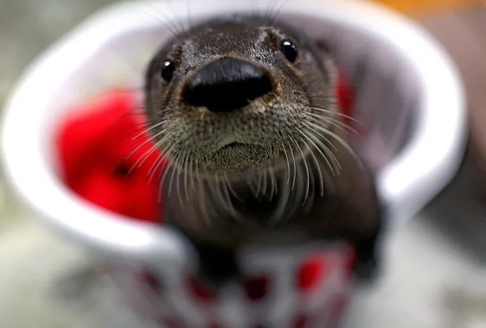 Hello