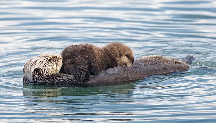 A Mother Floats With Her Pup On Her Chest