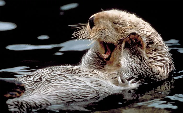 Yawn
