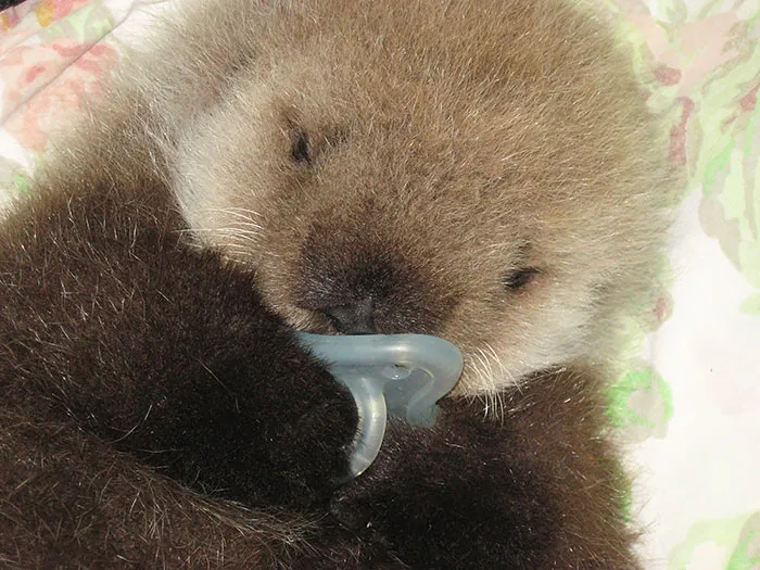 Sleeping Baby