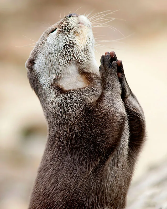 Otters