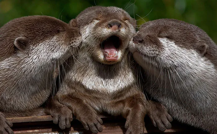 Happy Friends