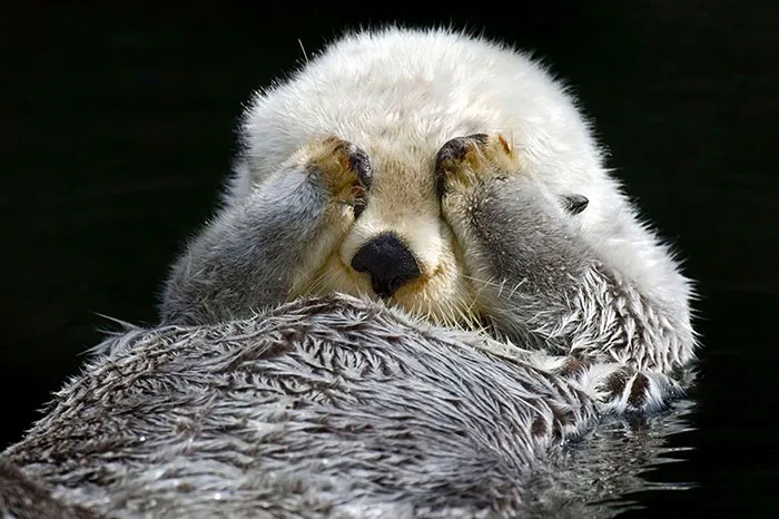 Otter Playing Peekaboo