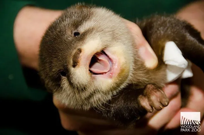 Cute Baby Otter