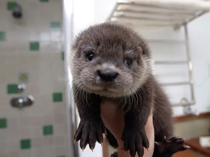 Cute Baby