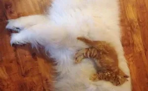 80 Cats Who Use Dogs As Pillows