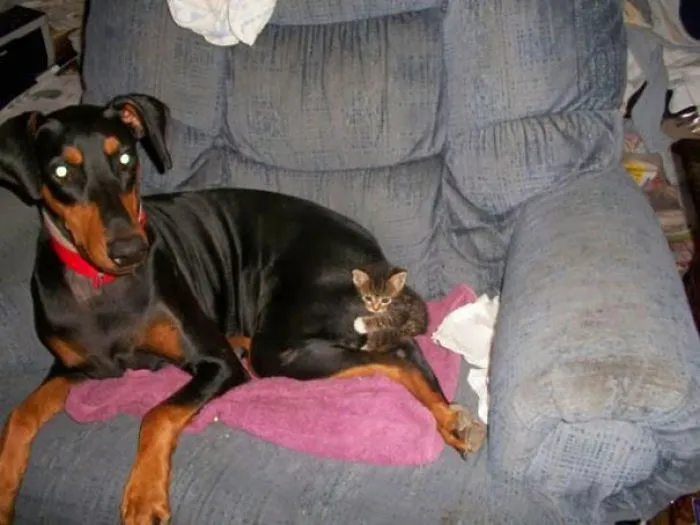 80 Cats Who Use Dogs As Pillows