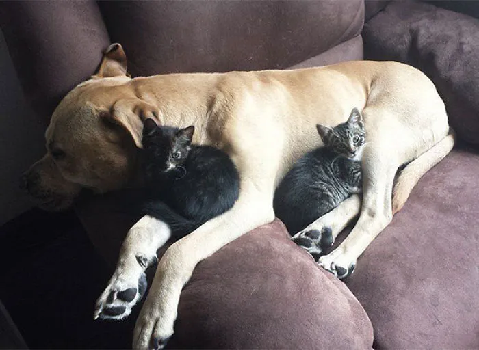 80 Cats Who Use Dogs As Pillows