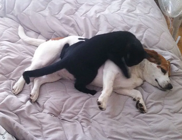 80 Cats Who Use Dogs As Pillows
