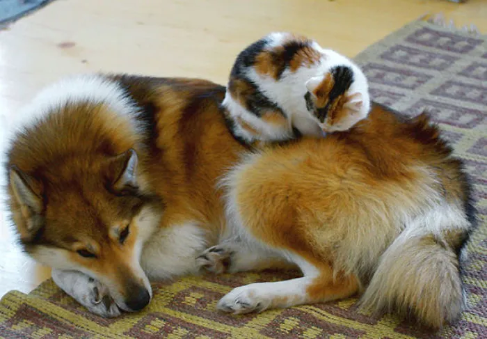 80 Cats Who Use Dogs As Pillows