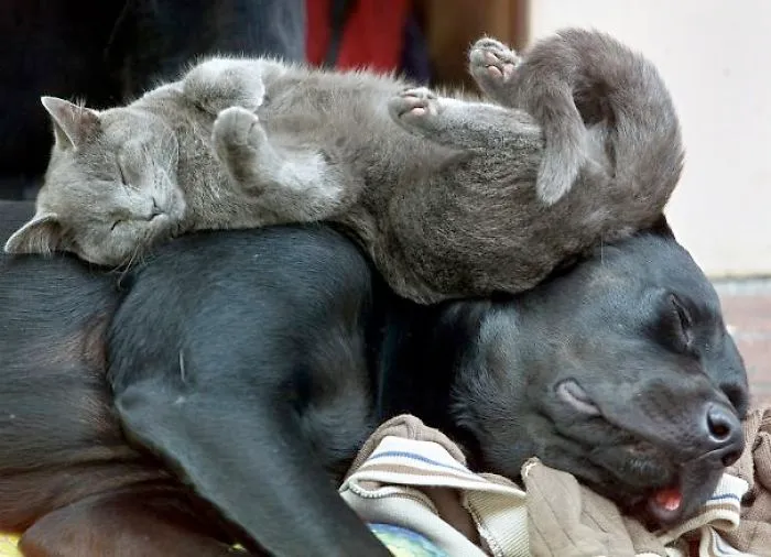 80 Cats Who Use Dogs As Pillows