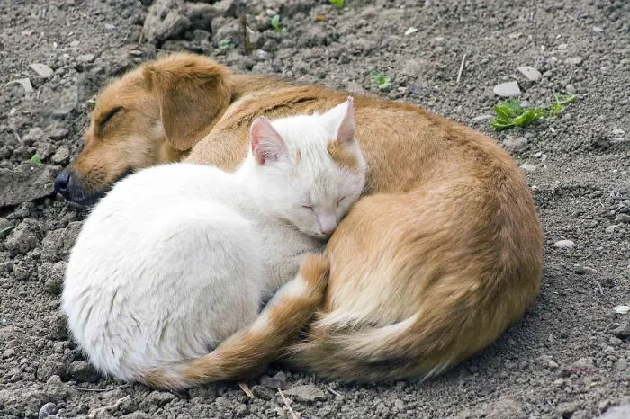 80 Cats Who Use Dogs As Pillows
