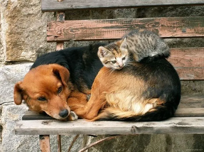 80 Cats Who Use Dogs As Pillows