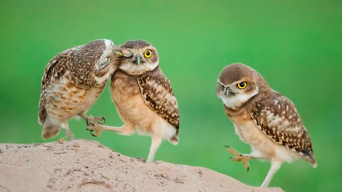 112 Majestic Owls Caught On Camera