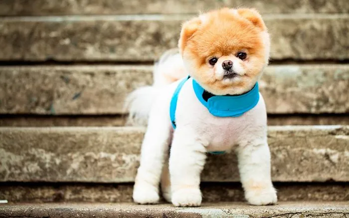Cute Pomeranian