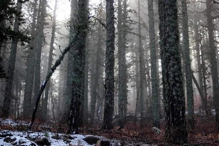Cyprus - Troodos National Forest Park