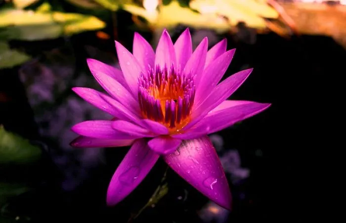 Flower Photography