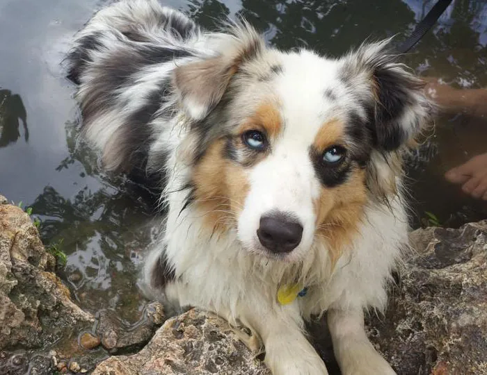 122 Unusually Beautiful Animals With Different-Colored Eyes