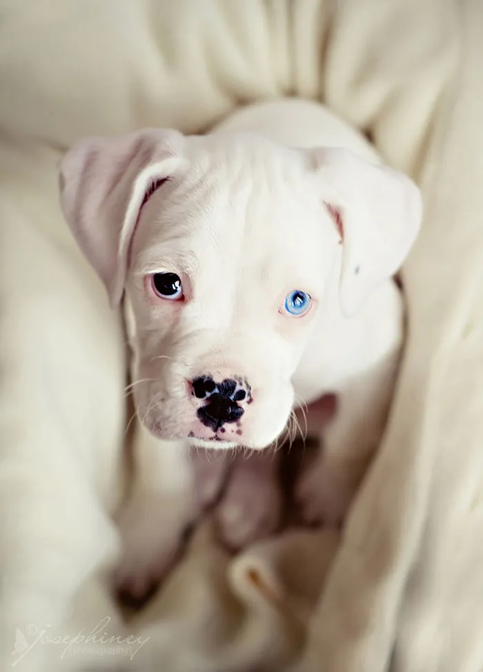 122 Unusually Beautiful Animals With Different-Colored Eyes