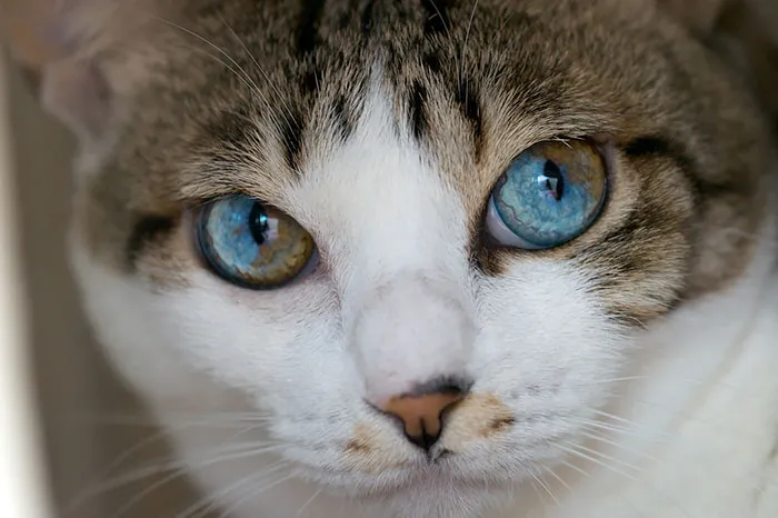 122 Unusually Beautiful Animals With Different-Colored Eyes
