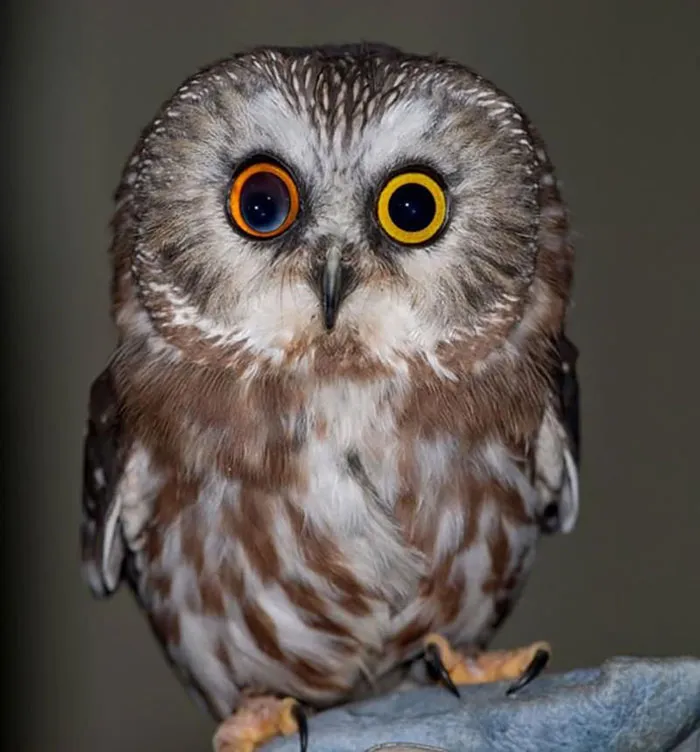 122 Unusually Beautiful Animals With Different-Colored Eyes