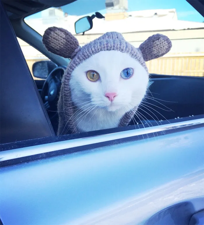 122 Unusually Beautiful Animals With Different-Colored Eyes