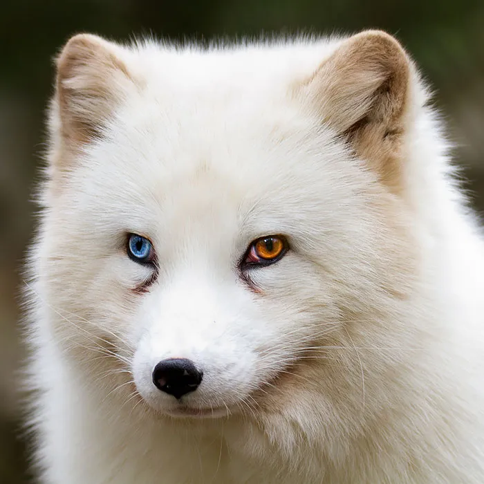 122 Unusually Beautiful Animals With Different-Colored Eyes