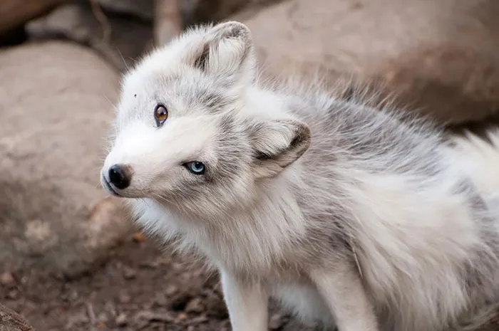 122 Unusually Beautiful Animals With Different-Colored Eyes