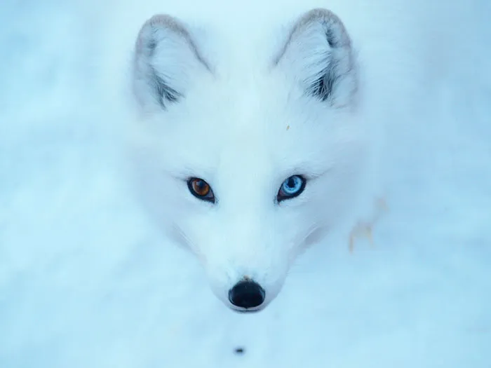 122 Unusually Beautiful Animals With Different-Colored Eyes