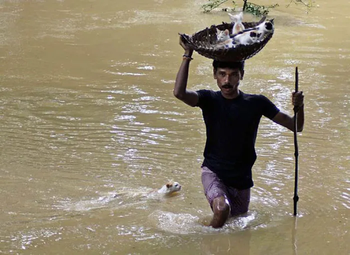 A Man Carries Kittens On A Basket Towards Dry Land