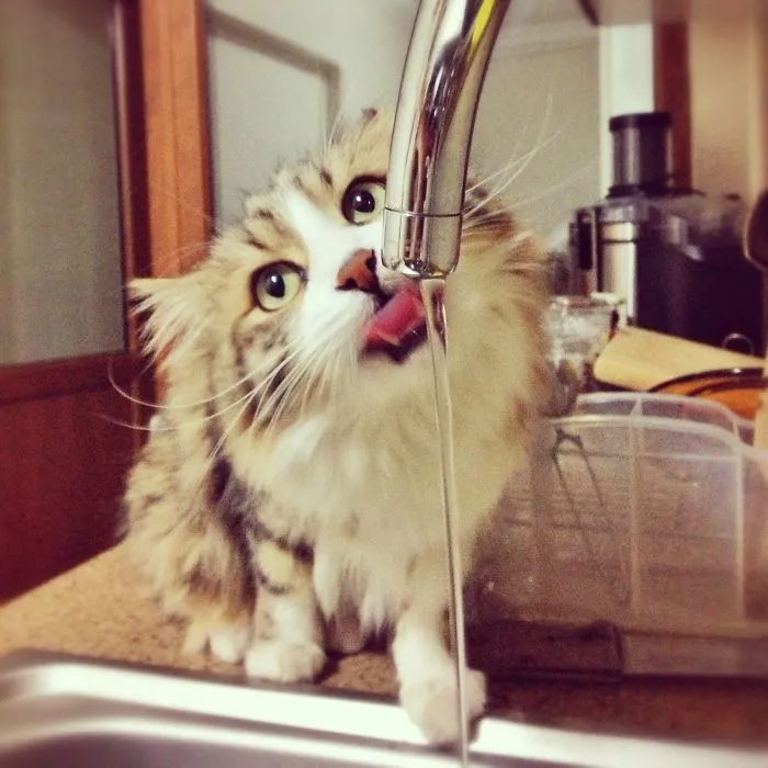 73 Crazy Cats That Actually Love Water