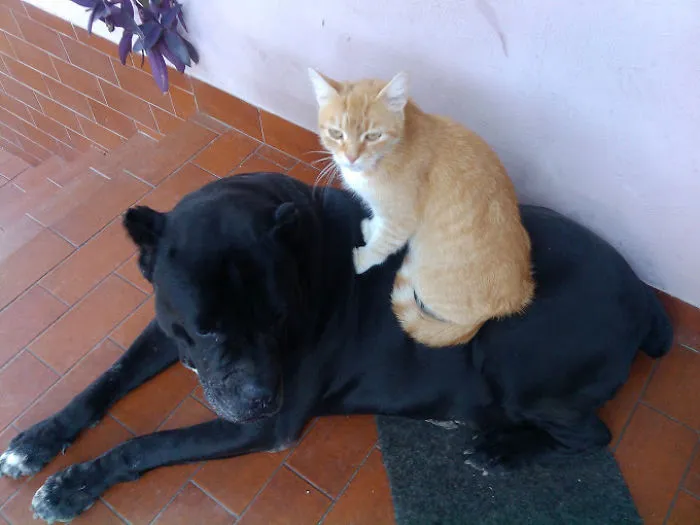 80 Cats Who Use Dogs As Pillows