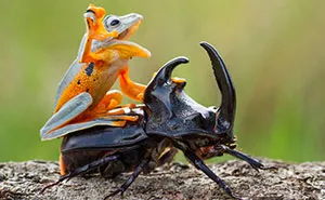 Photographer Captures World's Tiniest Rodeo: Frog Riding A Beetle