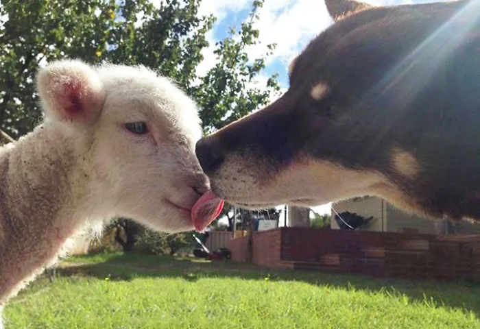 My Friend Lives On A Farm. Her Dog Just Met A Lamb