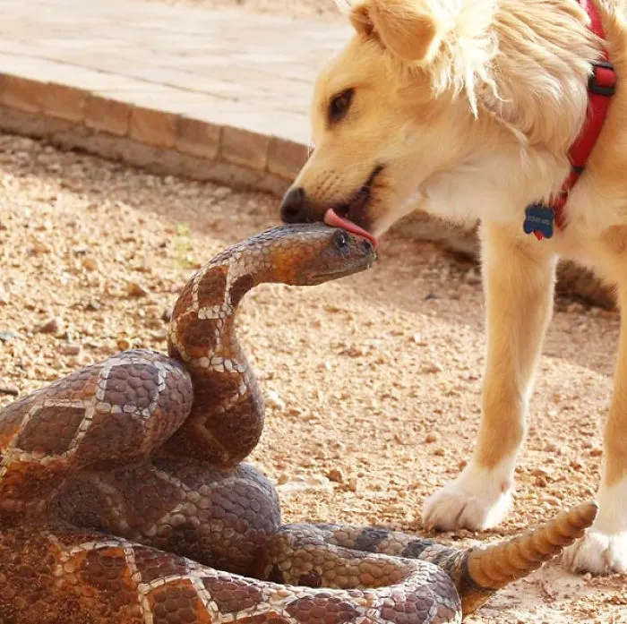 Dogs Will Love No Matter What