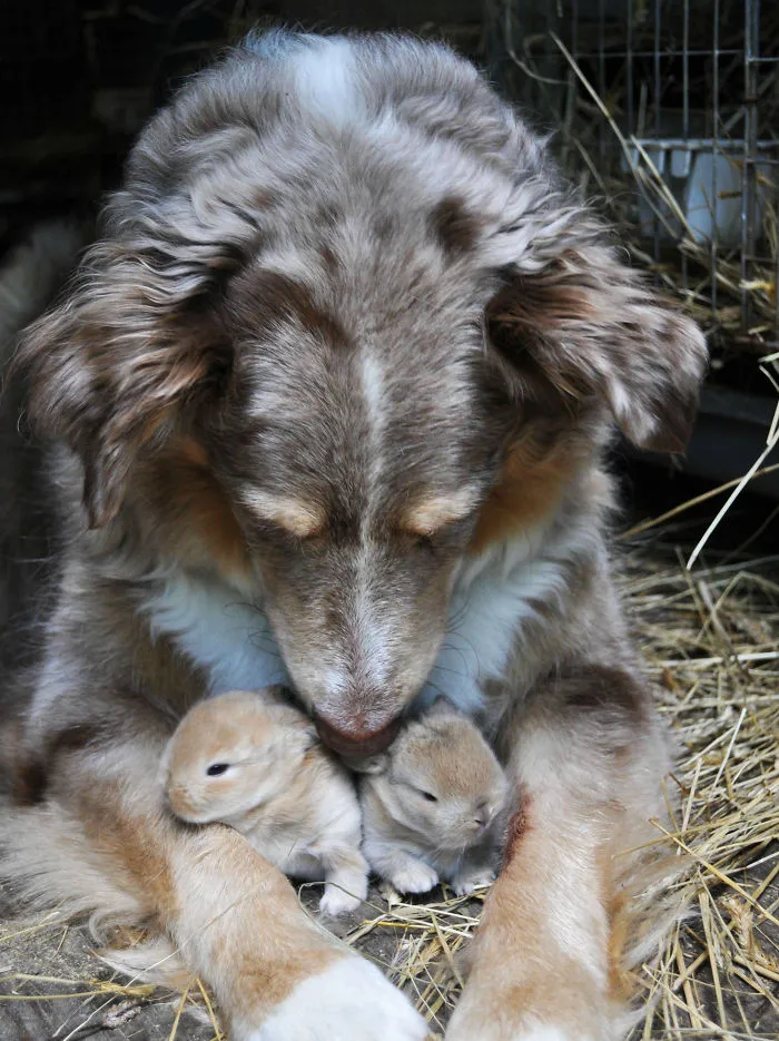 I Love How Non Discriminatory The Maternal Instinct Of Dogs Is