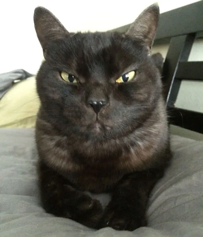 How To Tell If Your Cat's Secretly Planning To Kill You